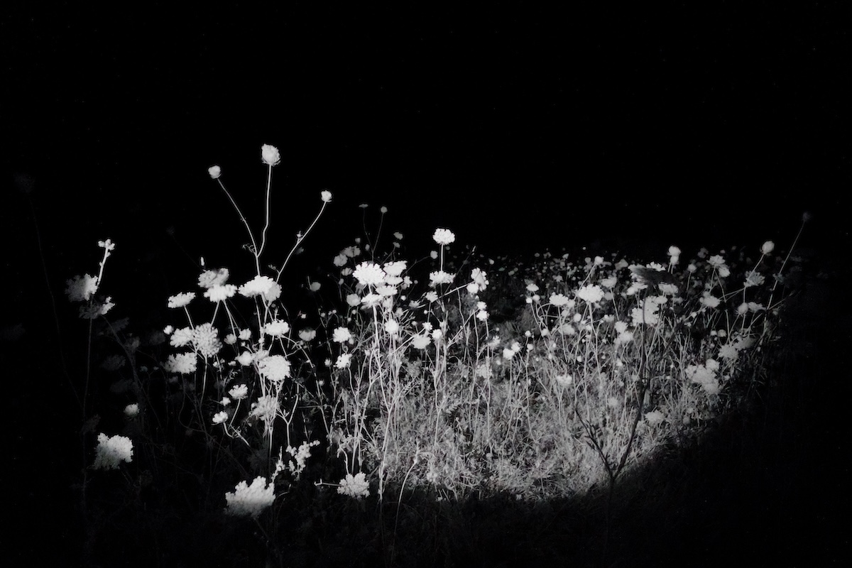 The Mallards' Call #1 — infrared night photograph