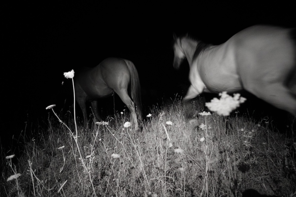 The Mallards' Call #3 — infrared night photograph