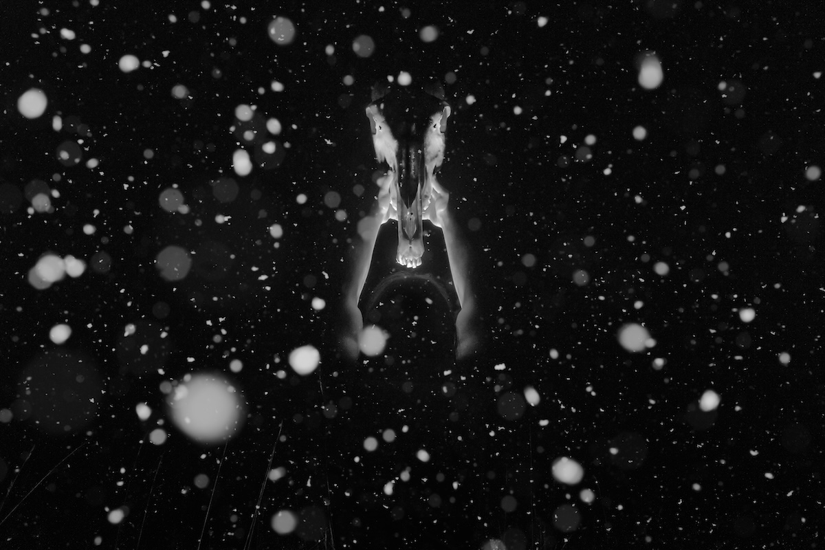 The Mallards' Call #5 — infrared night photograph