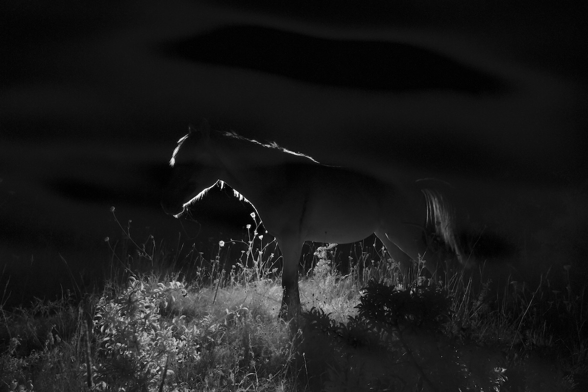 The Mallards' Call #6 — infrared night photograph