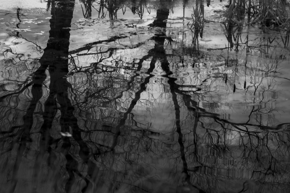 The Mallards' Call #8 — infrared night photograph